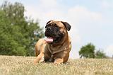 BULLMASTIFF 303